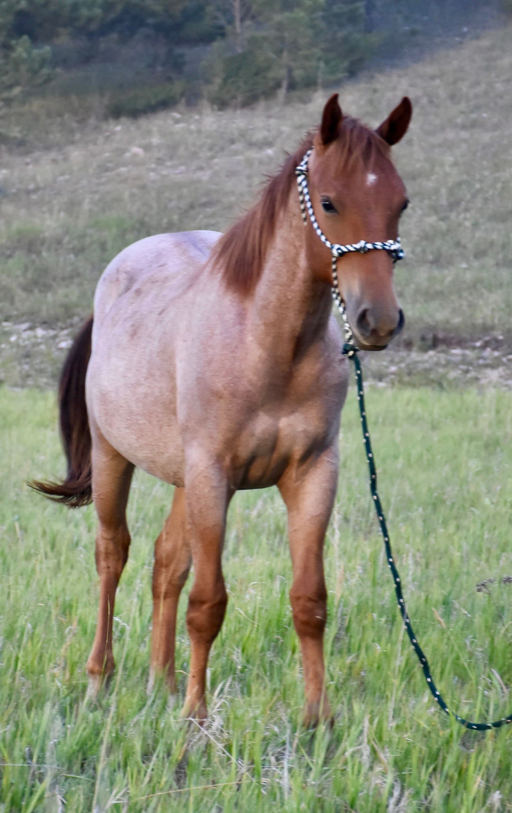 Cee Heart Hero Fritz - Image 4