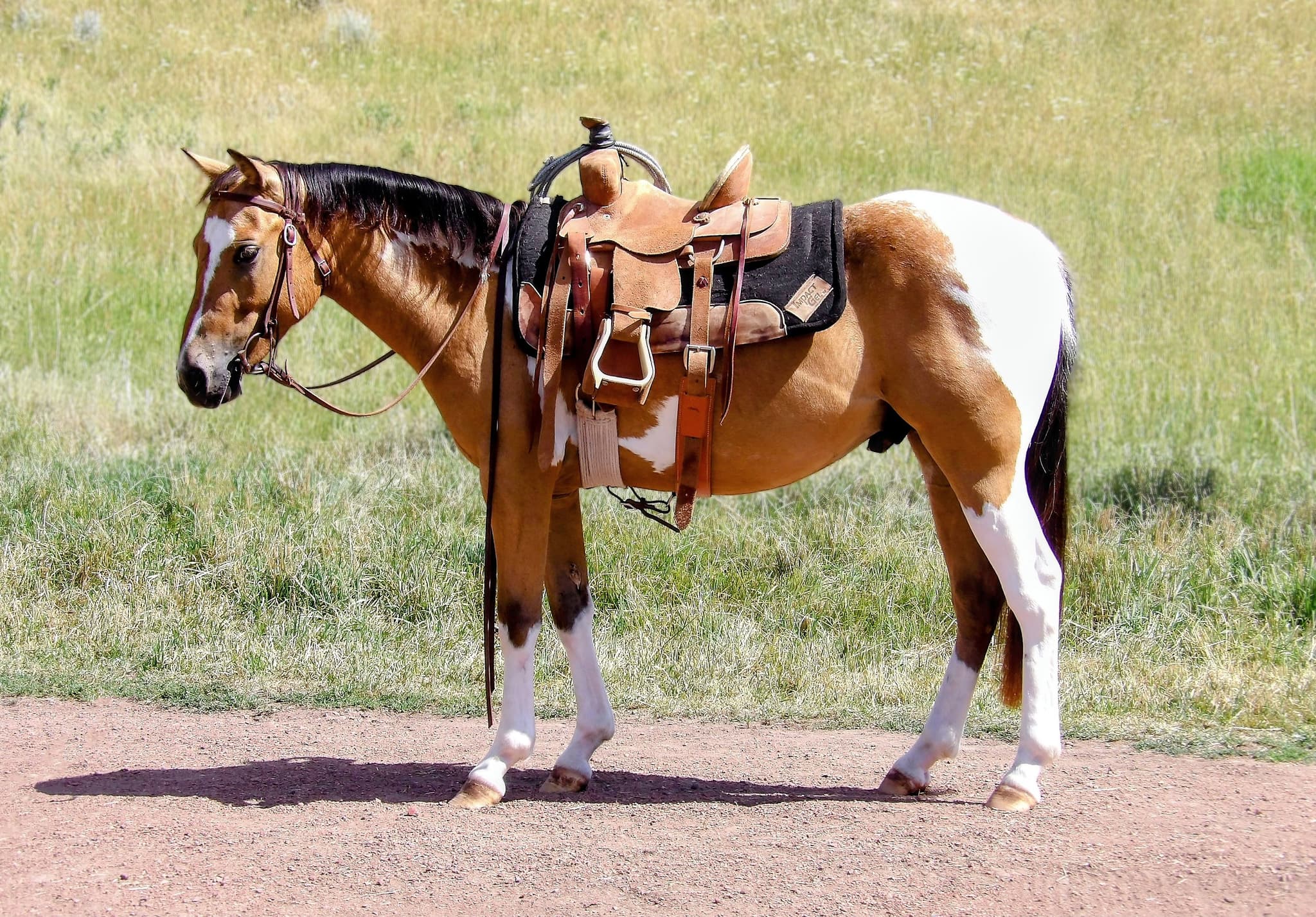 Teak - Image 1
