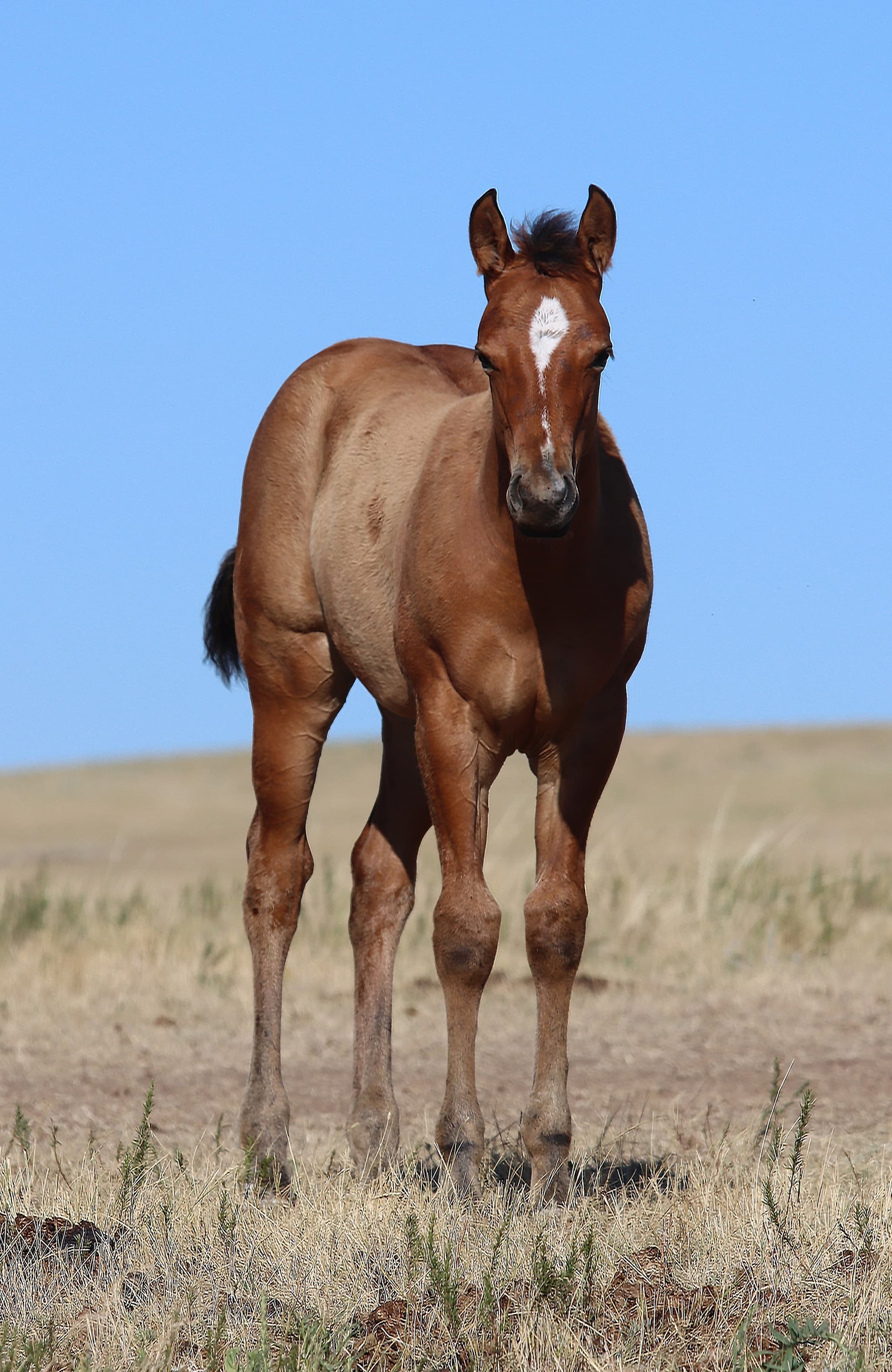 Stirrup Candy - Image 1