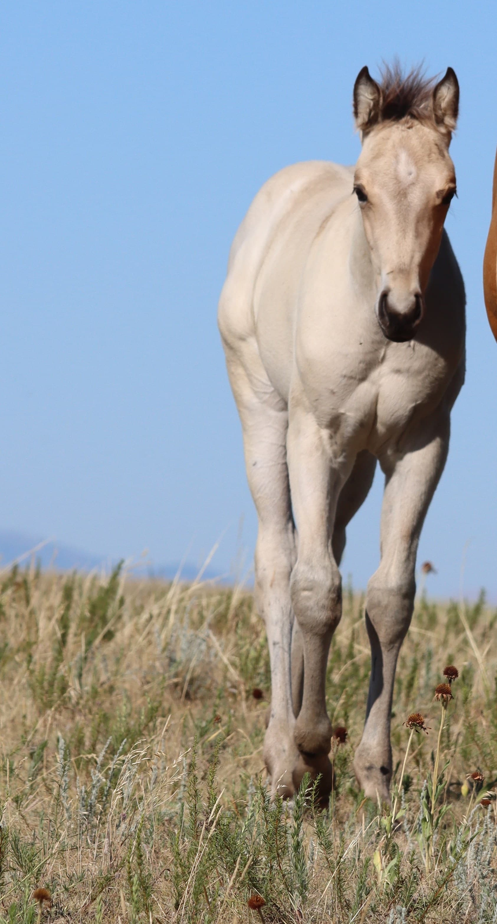 Stirrup Shiny Dude - Image 1