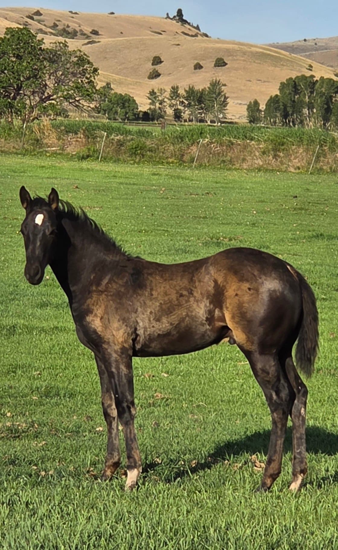 Black champ DRR - Image 3