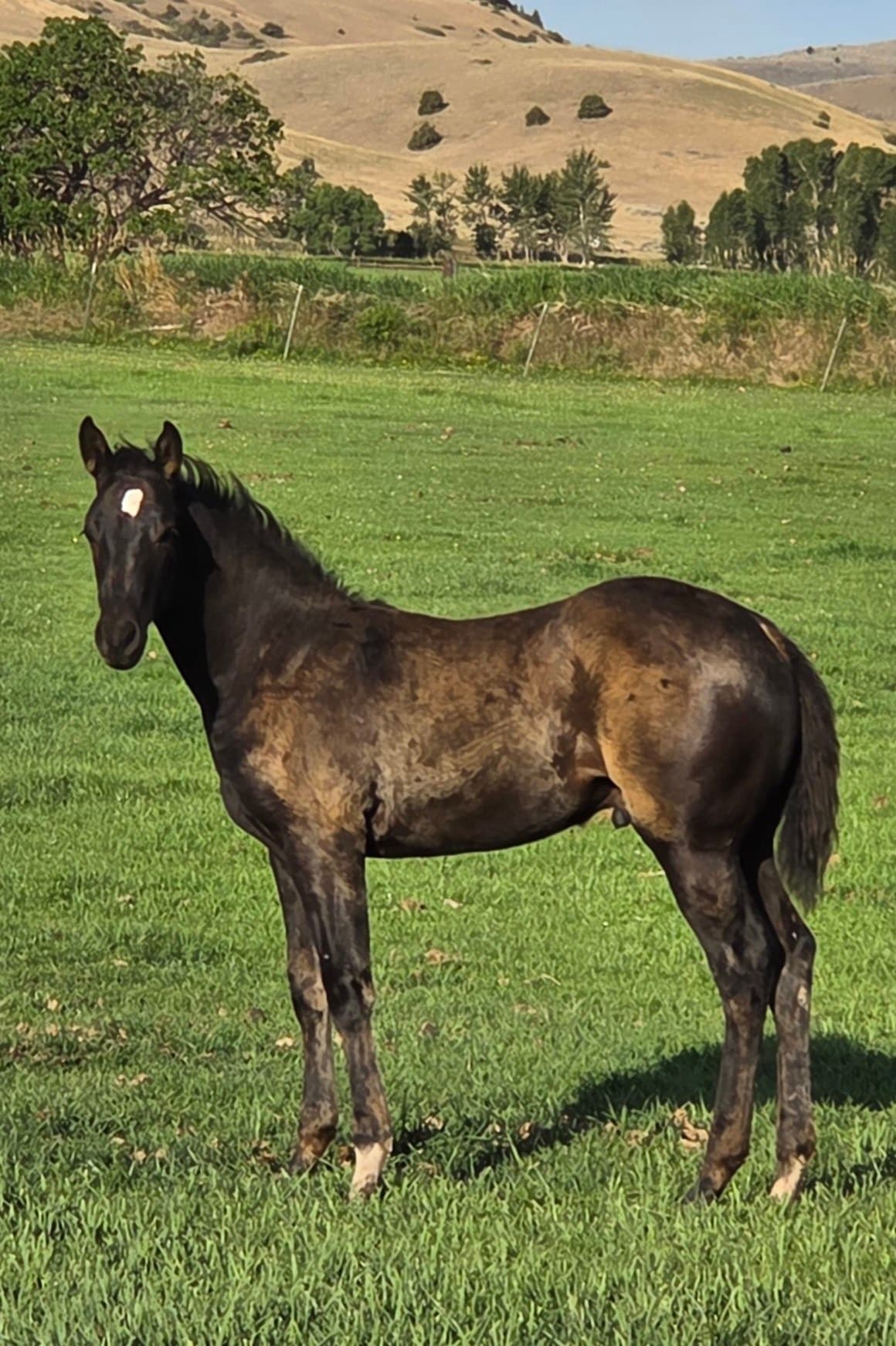 Black champ DRR - Image 2