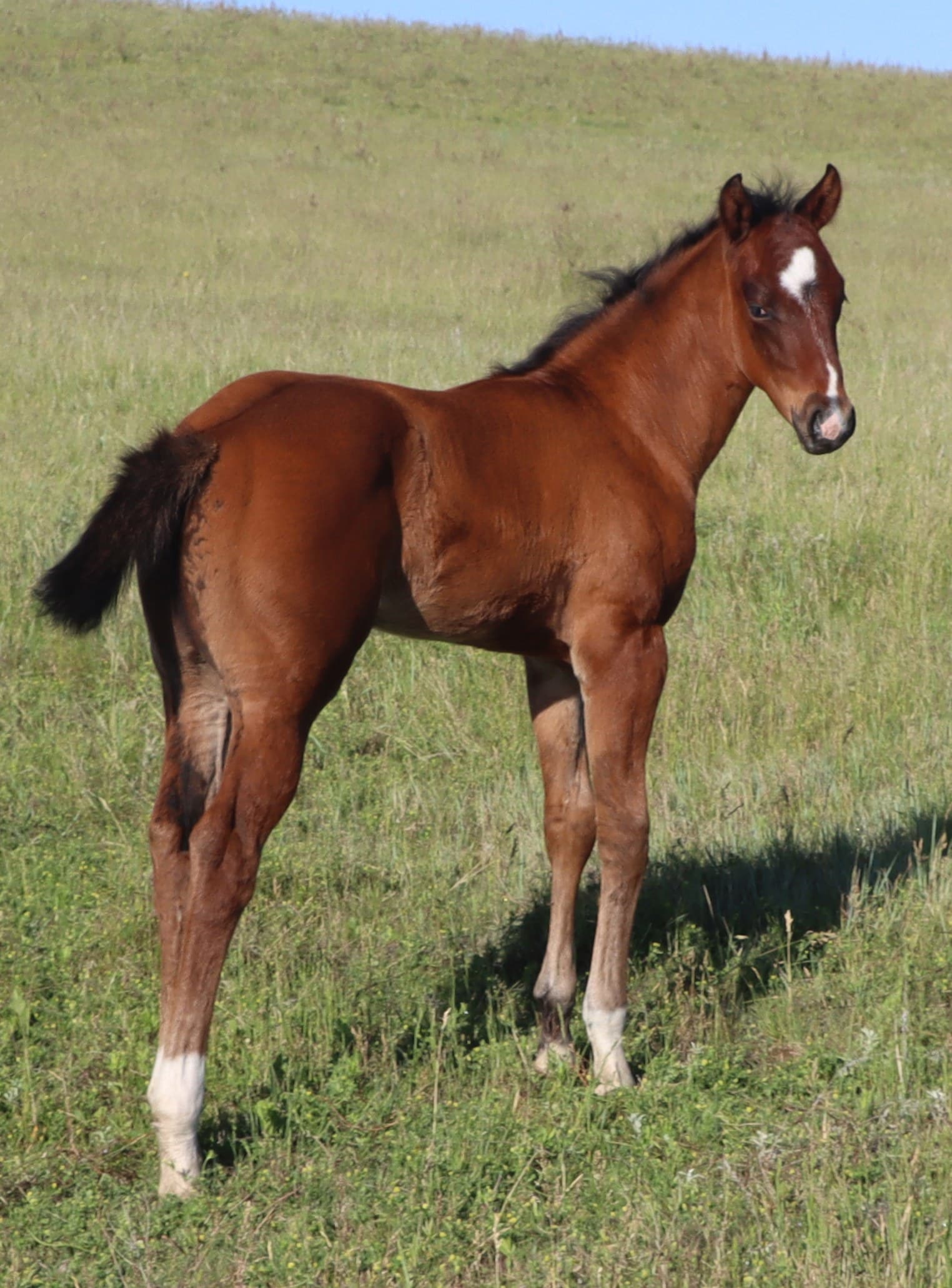 Stirrup Cosmo - Image 1