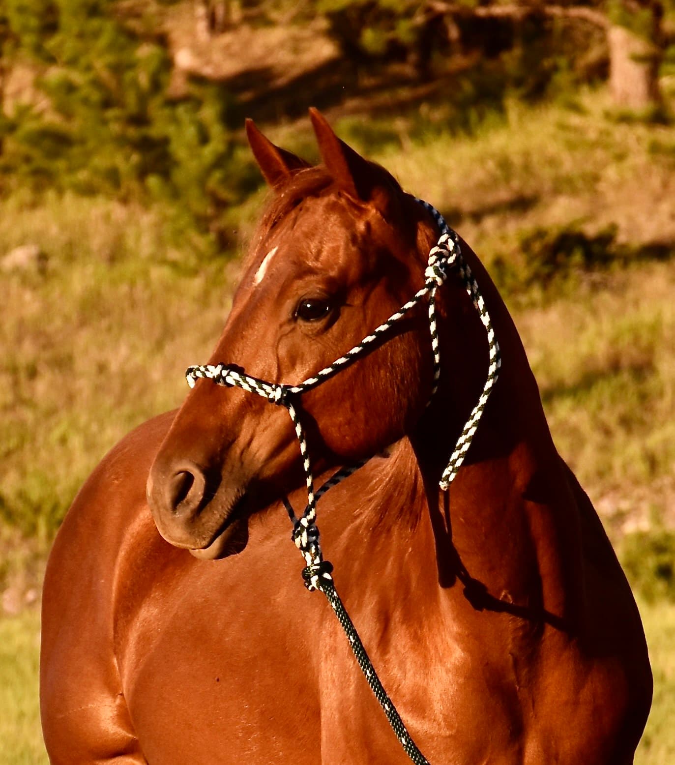 Cee Heart Big Mike - Image 3